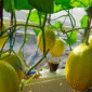 Machida Hydroponic